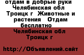 отдам в добрые руки - Челябинская обл., Троицк г. Животные и растения » Отдам бесплатно   . Челябинская обл.,Троицк г.